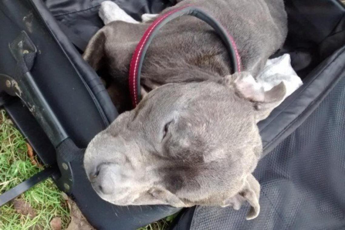 Il laisse son chien mourir de faim et abandonne son corps dans une