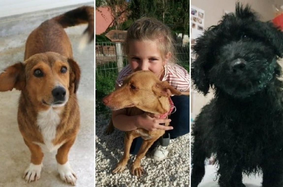Trois adorables chiens à adopter - Metrotime