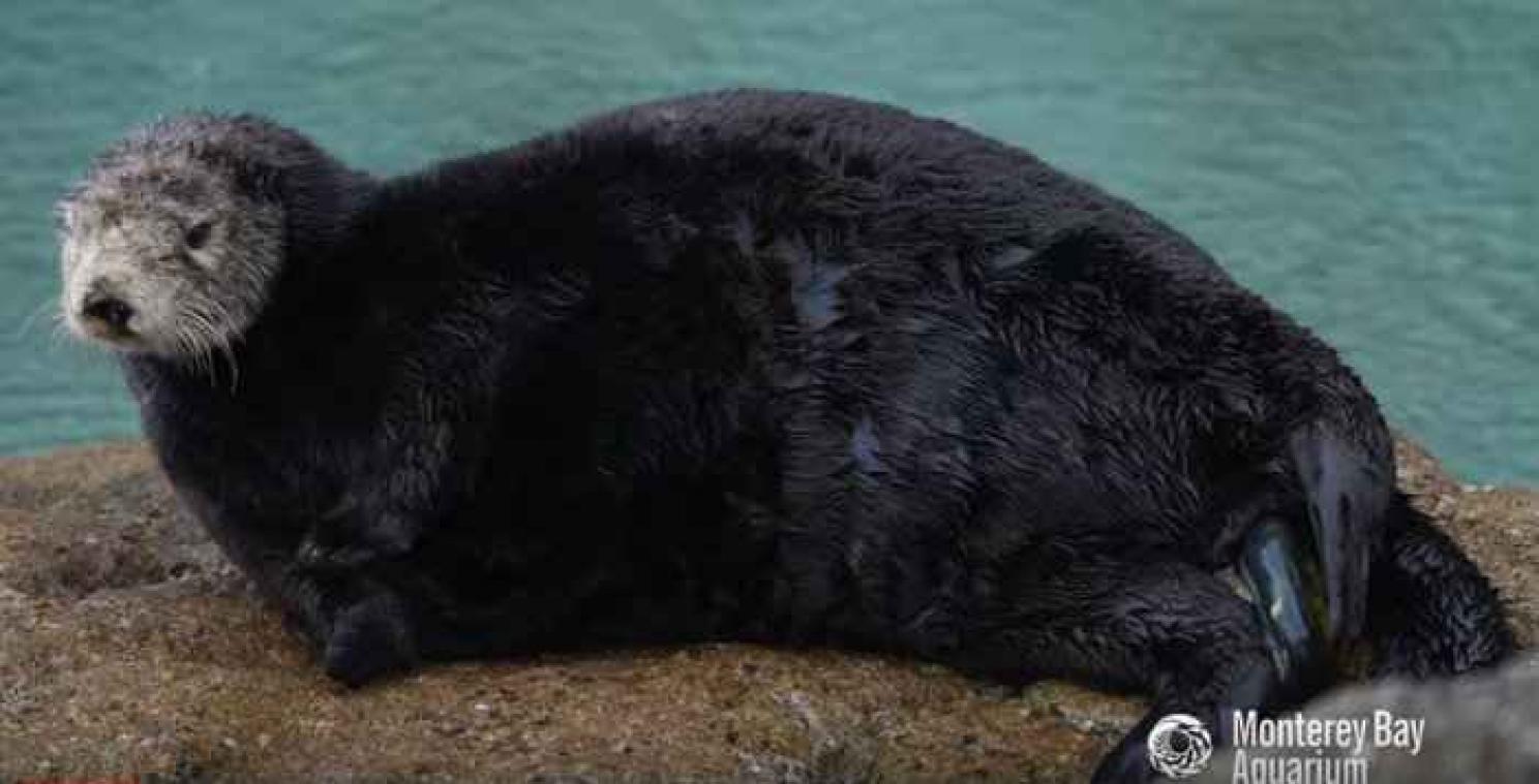 VIDEO. Des images rares de la naissance d'un b?�b?� loutre - Metrotime