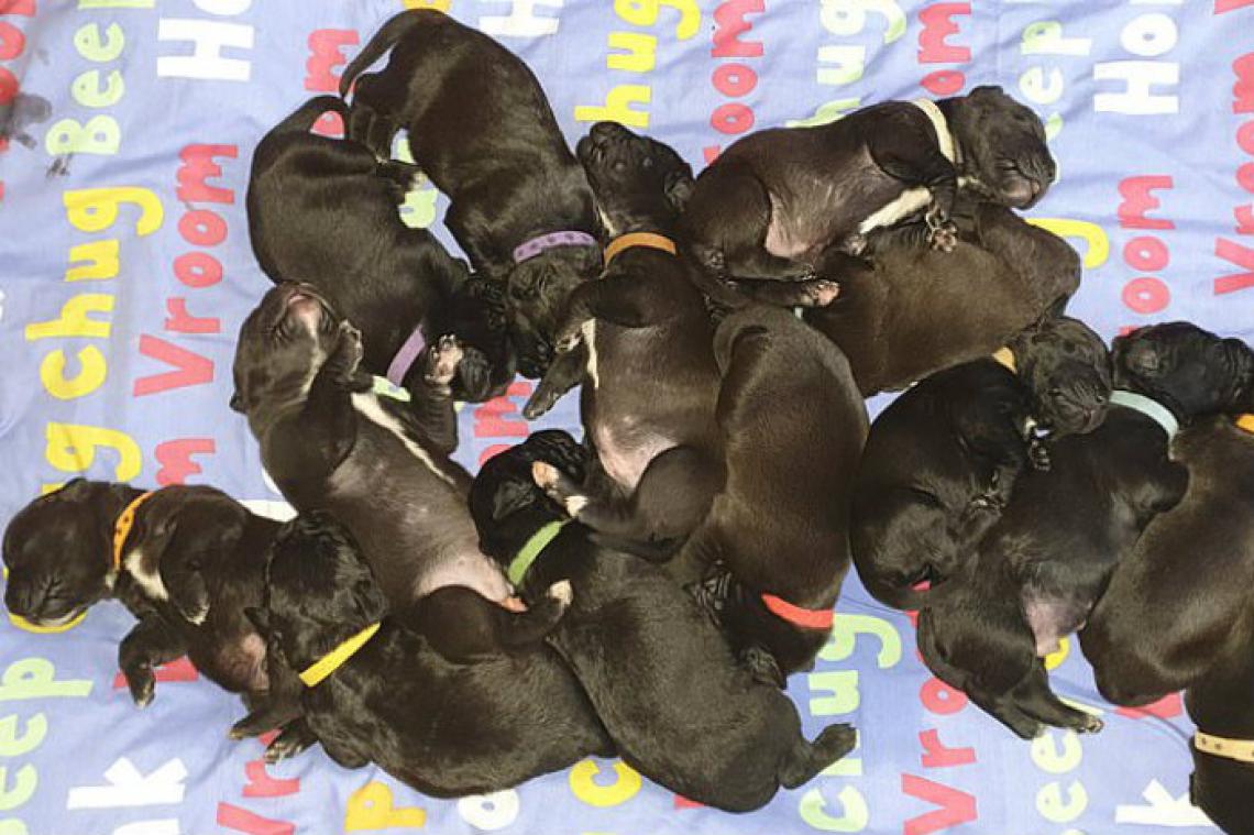 chienne donnant naissance à des chiots