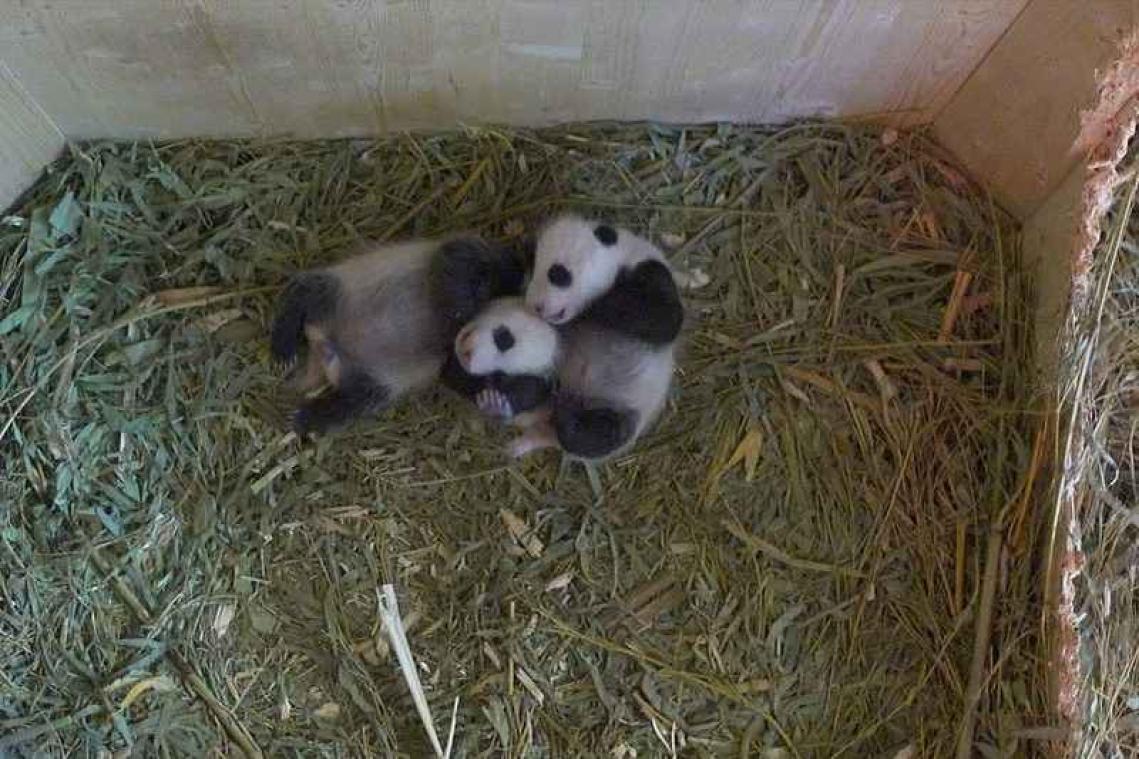 Le Zoo De Vienne Dévoile Les Noms Des Pandas Conçus Naturellement