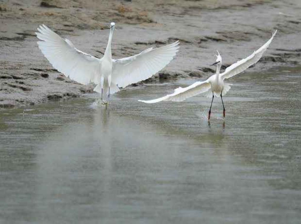 WWF dénonce le manque de protection de zones naturelles en Europe