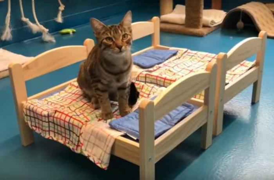 Ikea offre des lits de poupée pour les chats d'un refuge