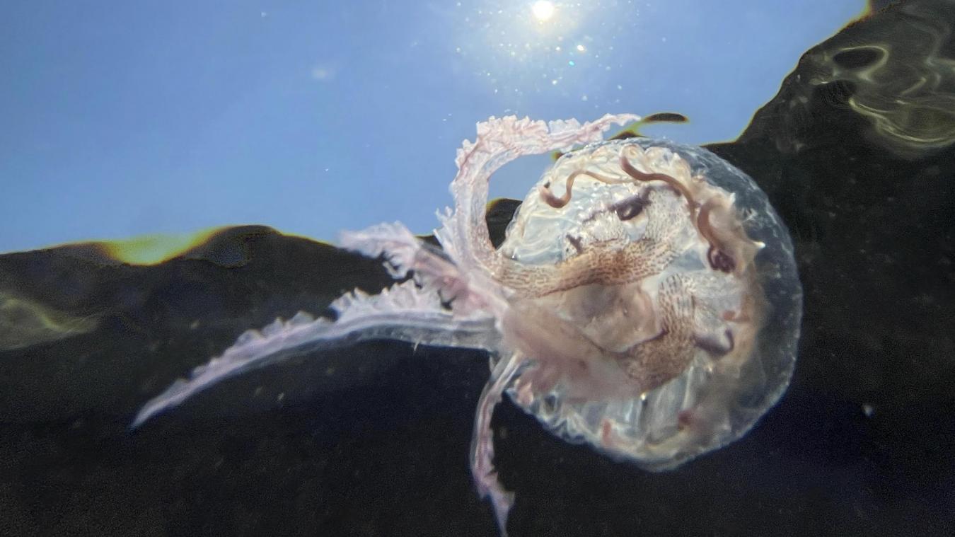 Alcool, urine, eau de mer… Que faire en cas de piqûre de méduse