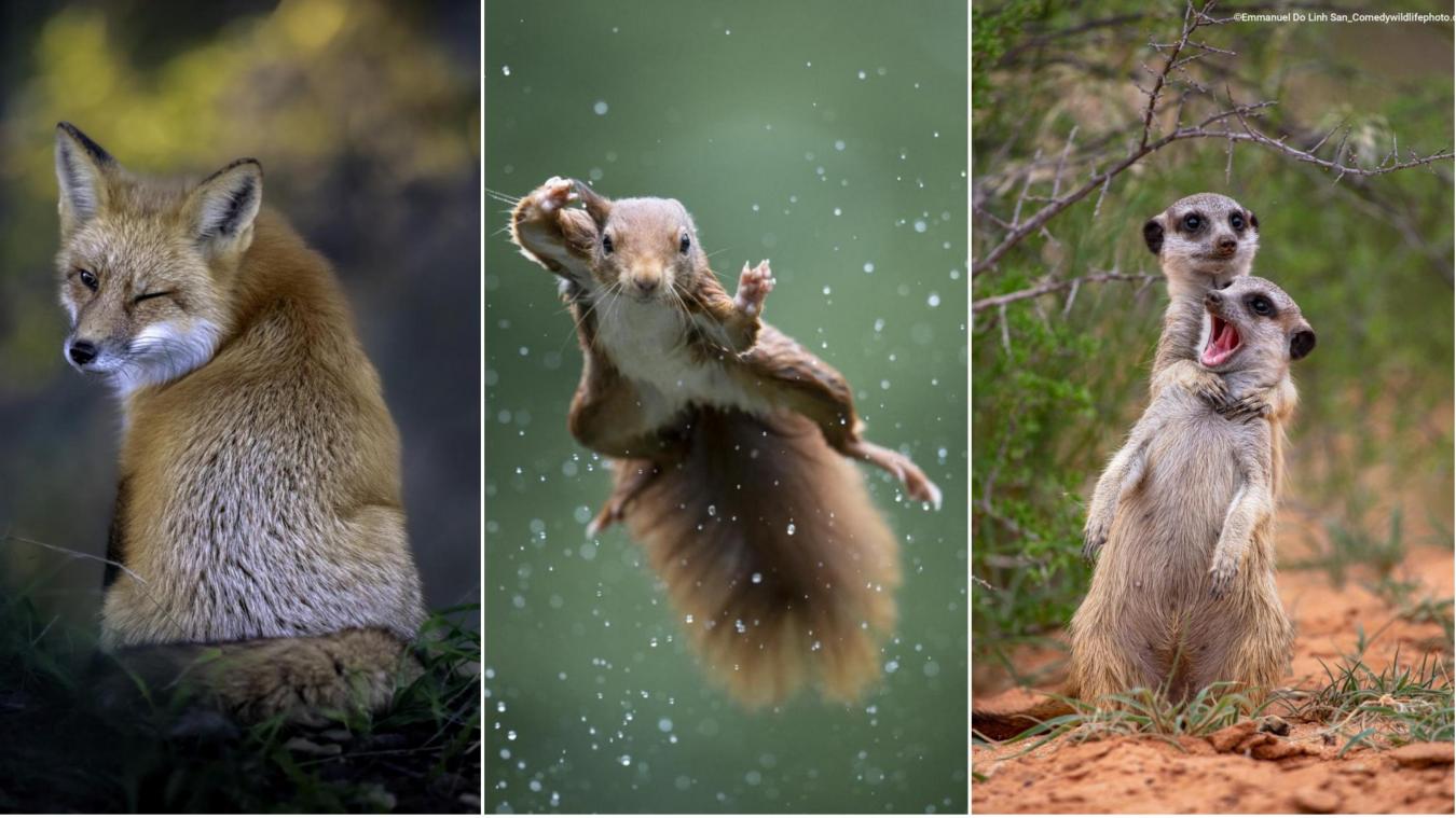 Les photos d'animaux les plus drôles de l'année 2023 récompensées