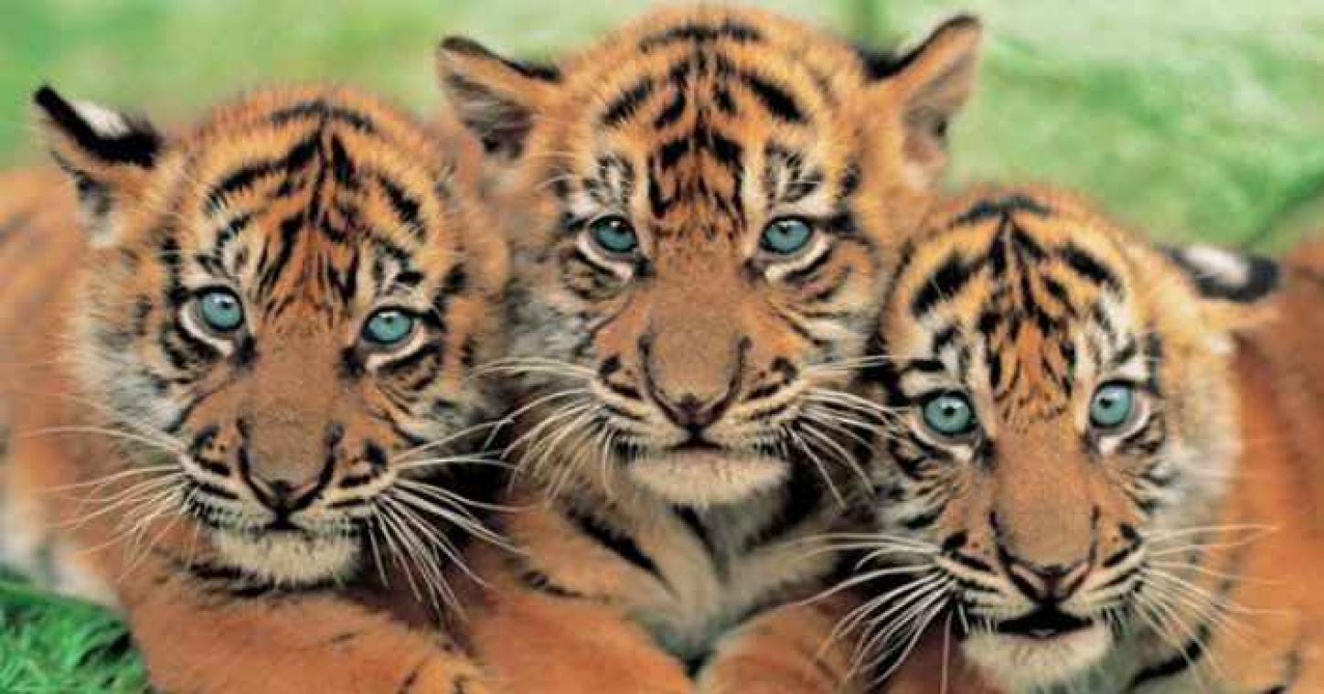 uitgestorven dieren laatste 10 jaar