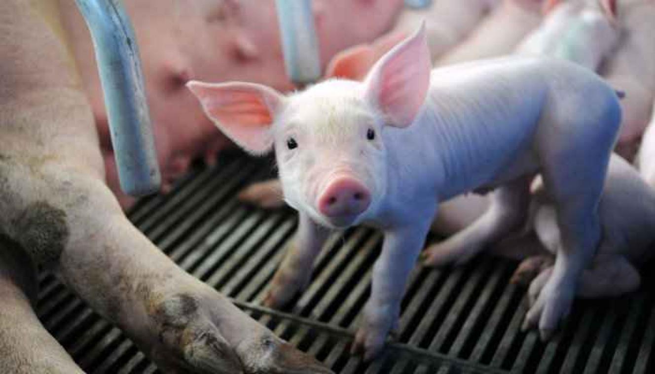 Schokkend: hoe varkens 'humaan' geslacht worden - Metrotime