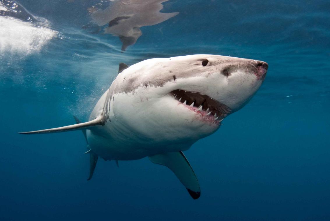 Hoe dodelijk grote witte haaien? - Metrotime