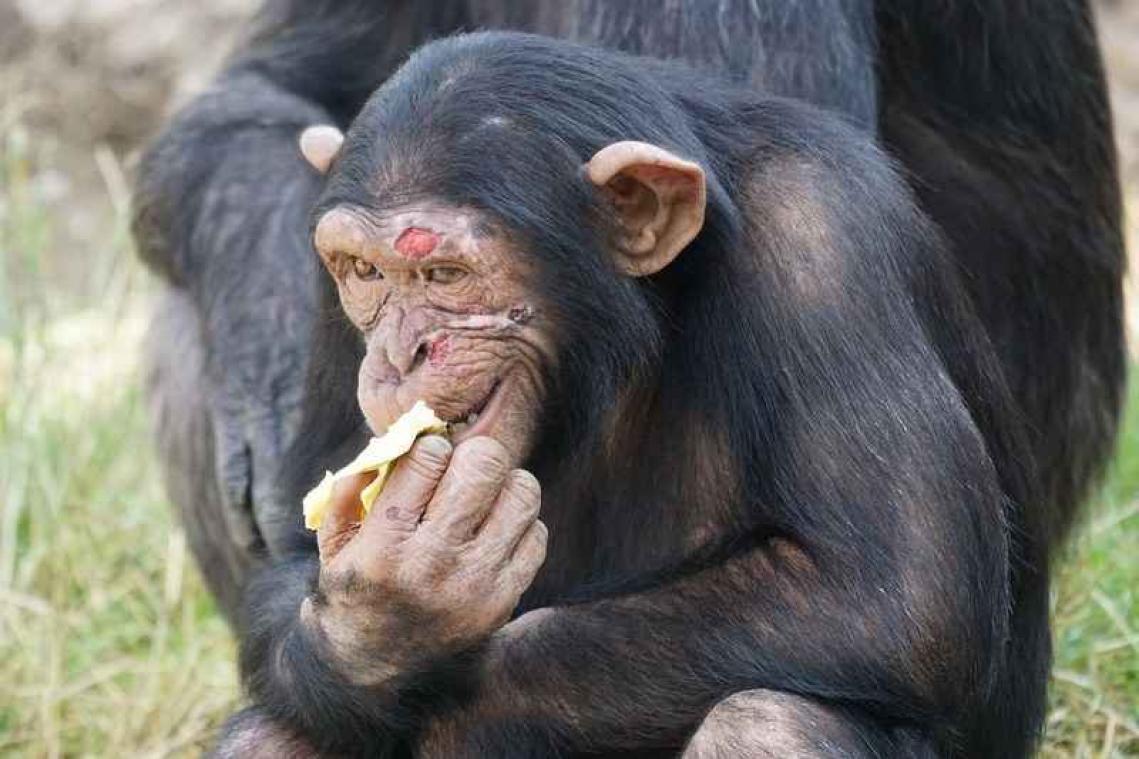 Gezichtsherkenning bij mensen zelfde als kontherkenning bij chimpanees