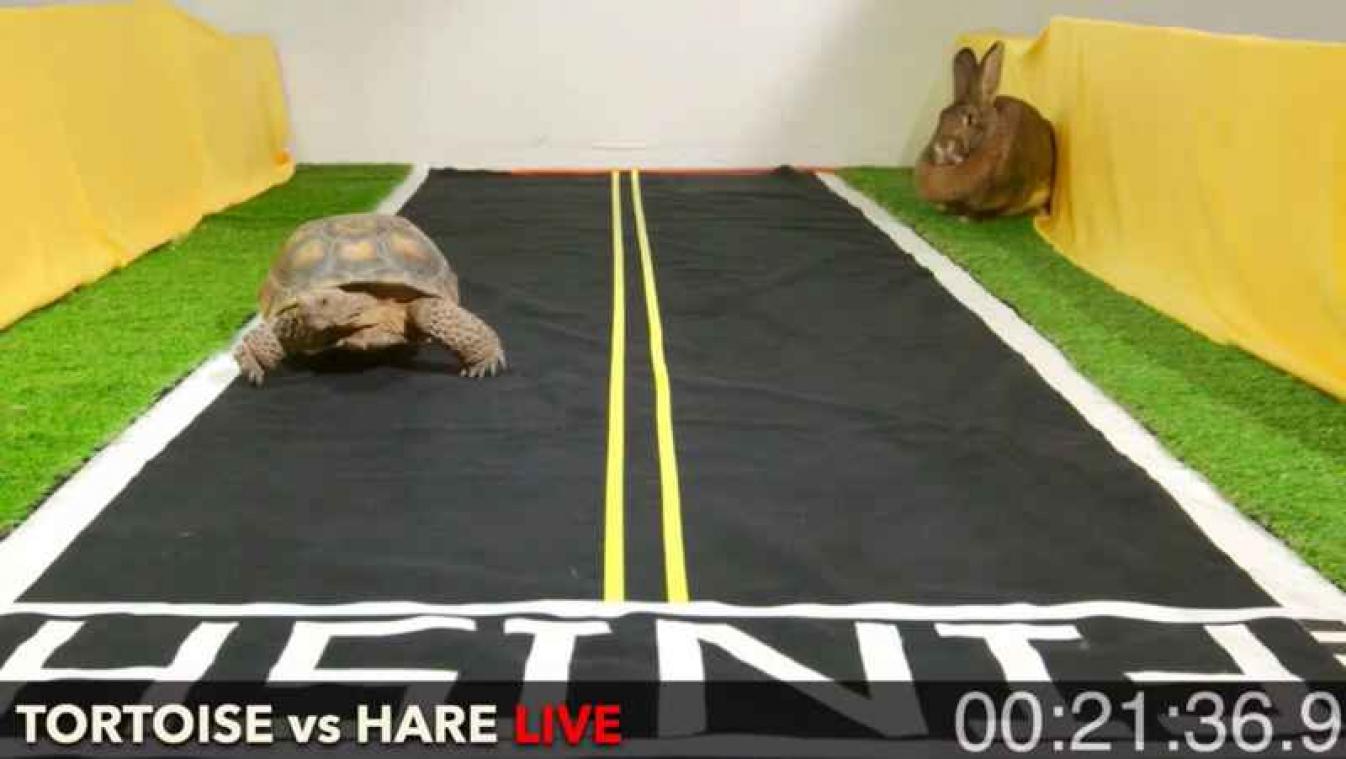 Schildpad wint ook de herkansing tegen haas - Metrotime