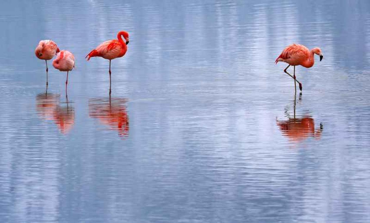 Daarom staan flamingo's zo vaak op één poot - Metrotime