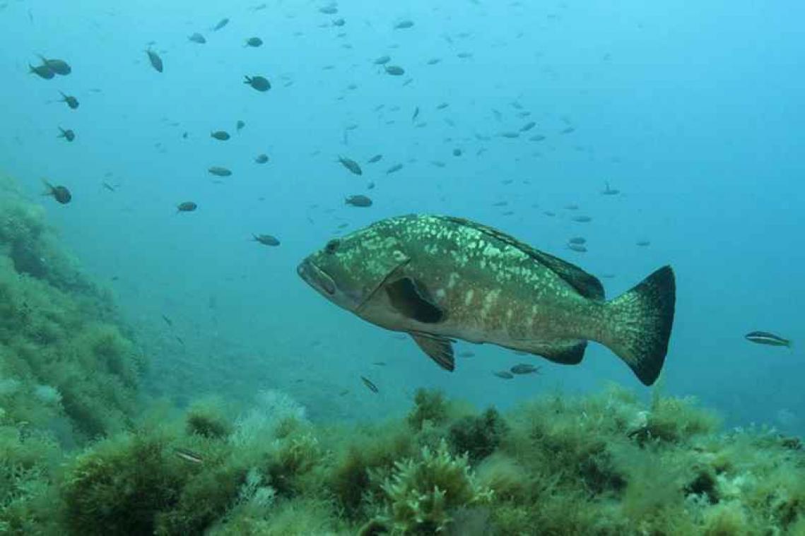 Steeds minder oude vissen in de zee - Metrotime