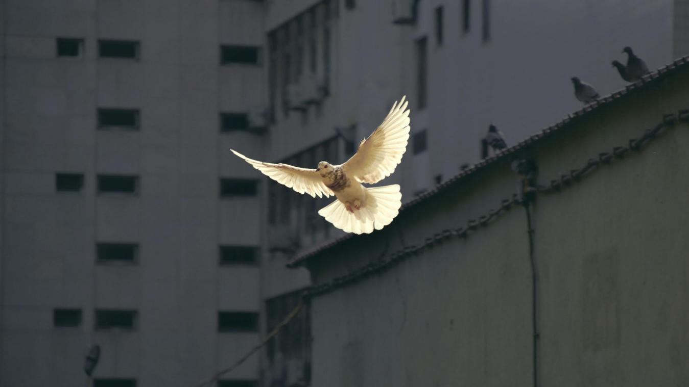 Last van duiven op je balkon? Zo jaag je ze diervriendelijk weg