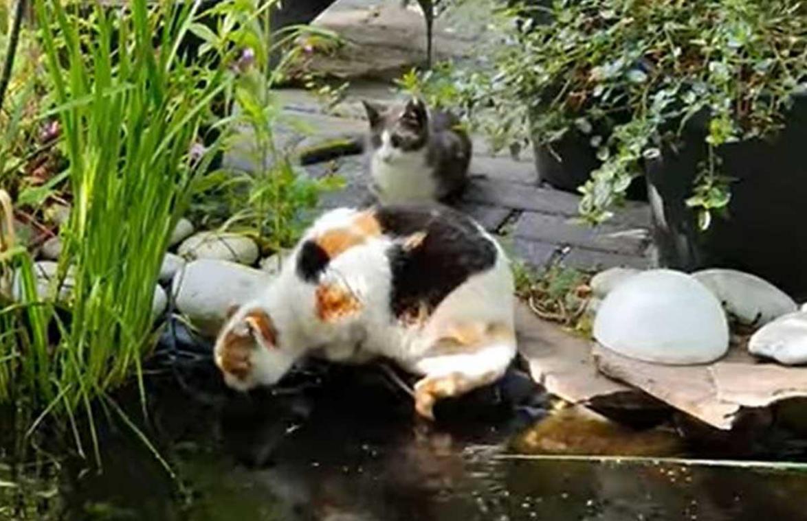 Ondeugende kitten duwt kat van buren in vijver: «Zo schattig, maar