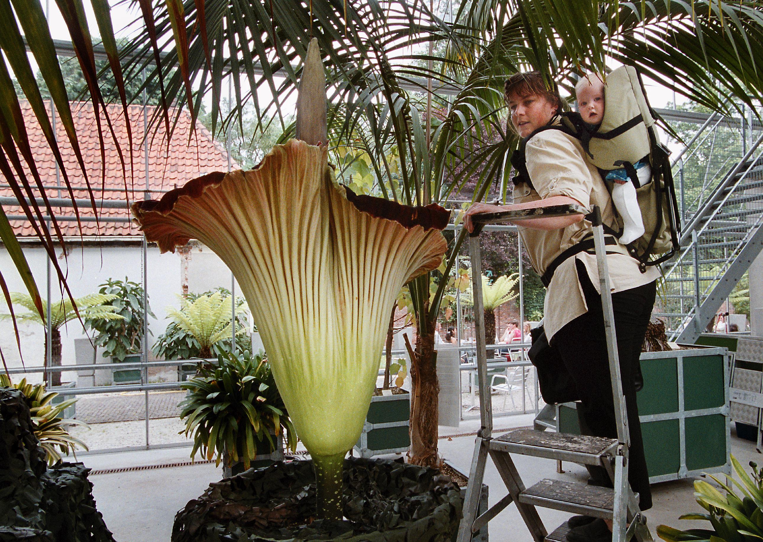Grootste bloem ter wereld, met ondraaglijke stank, bloeit binnenkort in  Plantentuin van Meise - Metrotime