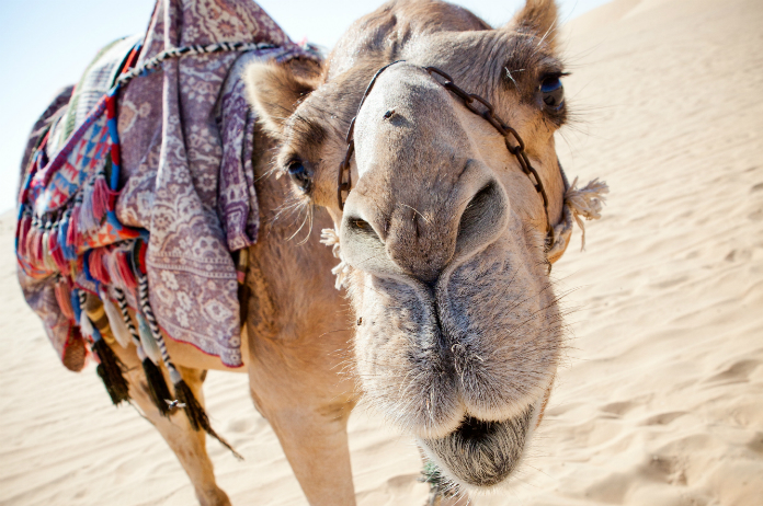 Moedig aan Typisch een andere Hoeveel kamelen ben je waard? - Metrotime